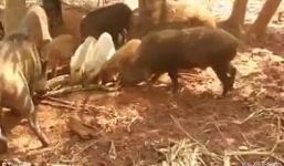 Clip đàn lợn xé xác trăn 'khủng' trả thù cho con 